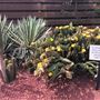 Royal Botanic Garden Sydney