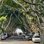 Bronte Streets