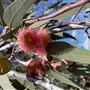 The Australian Botanic Garden Mount Annan