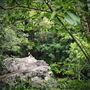 The Rainforest Shed