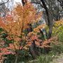 Campbell Rhododendron Gardens