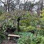 Campbell Rhododendron Gardens