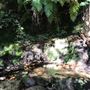 Centennial Glen Walking Track