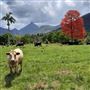 Mt Warning Estate