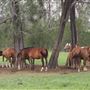 Tocal Farm