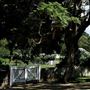 Vaucluse House