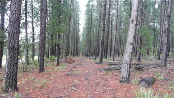 Belanglo State Forest (25/02/2013 3:33:06 PM)