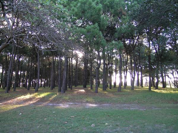 Centennial Park (27/02/2013 10:45:42 AM)