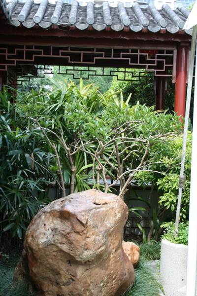 Chinese Garden of Friendship - Darling Harbour (27/02/2013 1:32:35 PM)