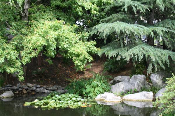 Chinese Garden of Friendship - Darling Harbour (27/02/2013 1:38:03 PM)