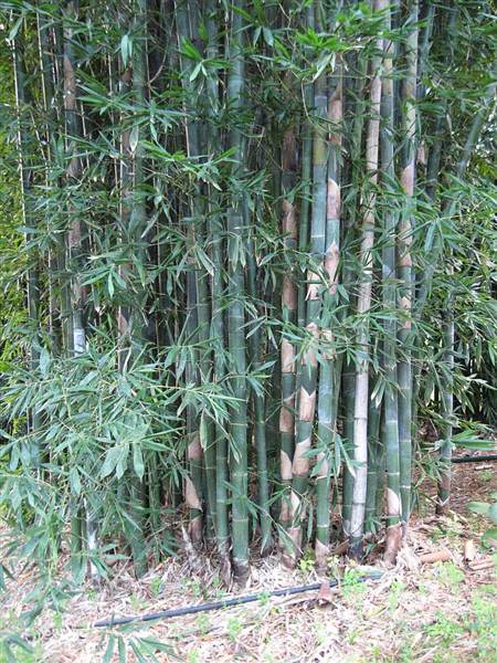 Bamboo Wholesale (27/02/2013 4:42:47 PM)