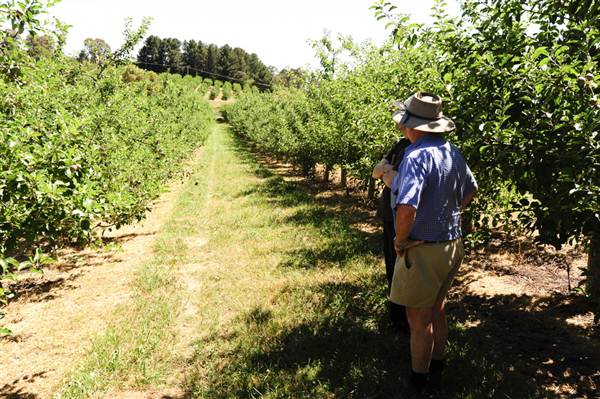 Daydawn Orchard (27/02/2013 7:04:03 PM)
