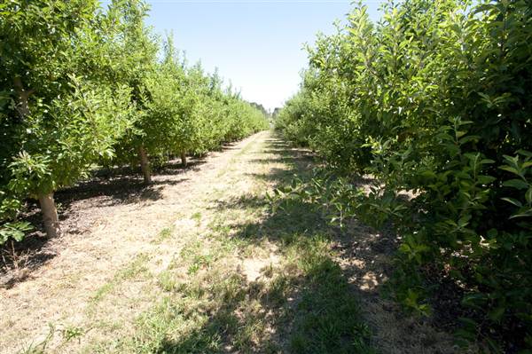 Daydawn Orchard (27/02/2013 7:06:06 PM)