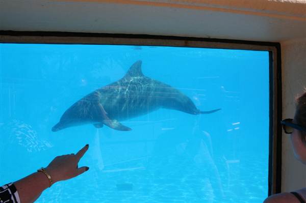 Dolphin Marine Magic (27/02/2013 10:42:41 PM)