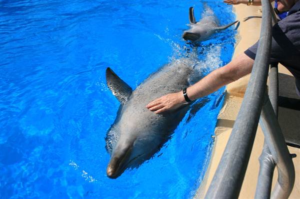 Dolphin Marine Magic (27/02/2013 10:43:25 PM)