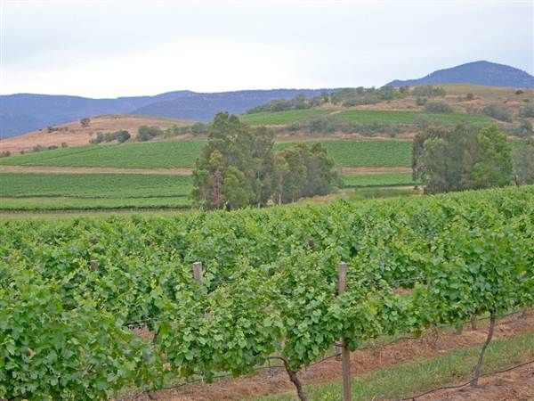Broke vineyards (1/03/2013 12:13:51 PM)