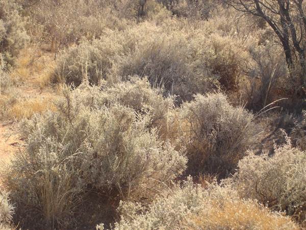Broken Hill Area (1/03/2013 7:36:39 PM)