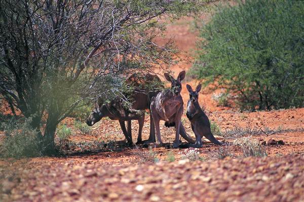 Broken Hill Area (Inc. Silverton) (1/03/2013 9:02:57 PM)