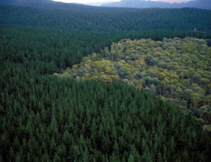 Buccleuch Radiata Pine Plantations - Tumut State Forest (2/03/2013 8:11:42 PM)