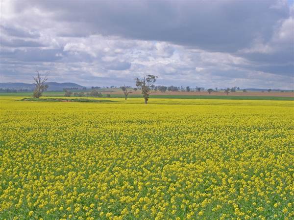 Canola Field (3/03/2013 8:25:38 AM)