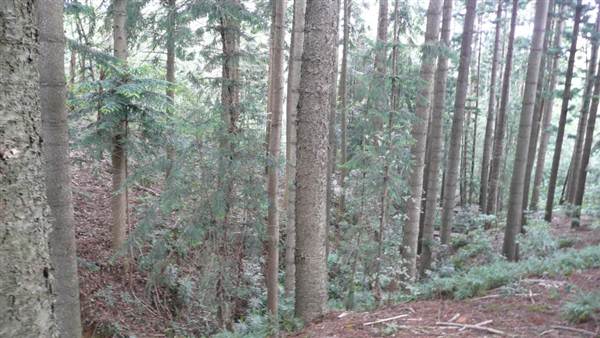 Cumberland State Forest (4/03/2013 12:05:45 PM)