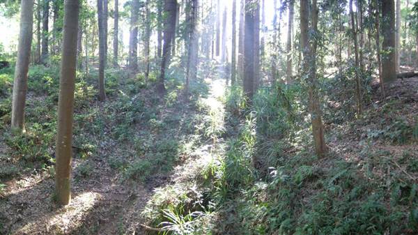 Cumberland State Forest (4/03/2013 12:06:01 PM)
