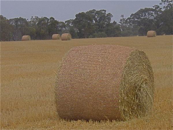 Gilgandra Rural Area (4/03/2013 4:39:26 PM)