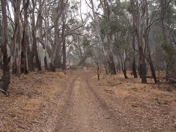 Hay State Forest - Murrumbidgee Valley Regional Park (5/03/2013 1:30:46 PM)