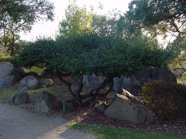 Japanese Gardens Cowra (5/03/2013 10:01:42 PM)