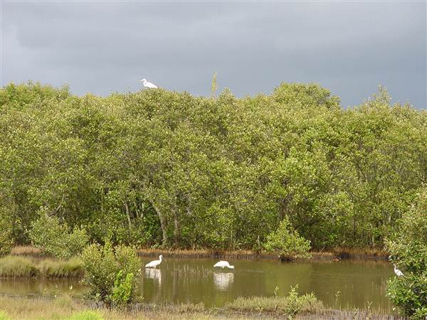 Kooragang Wetlands - Hunter Wetlands National Park (6/03/2013 11:24:47 AM)