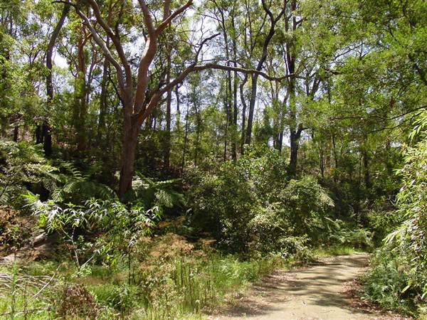 Lane Cove National Park (6/03/2013 12:09:14 PM)