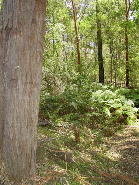 Lane Cove National Park (6/03/2013 12:09:54 PM)