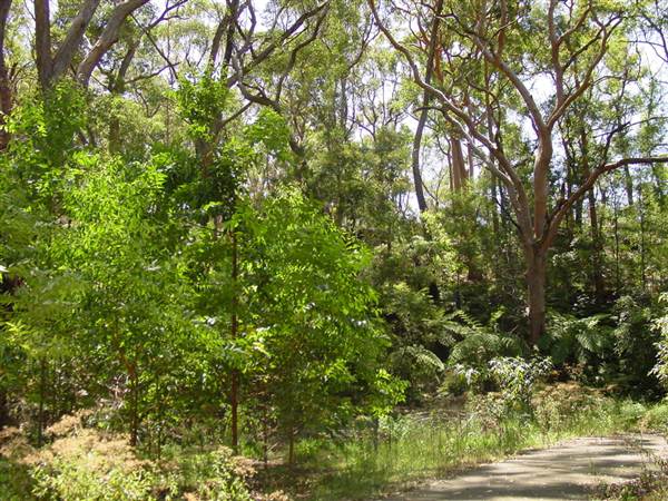Lane Cove National Park (6/03/2013 12:11:56 PM)