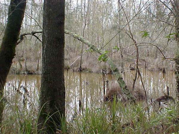 Nambucca Swamp (6/03/2013 12:27:08 PM)
