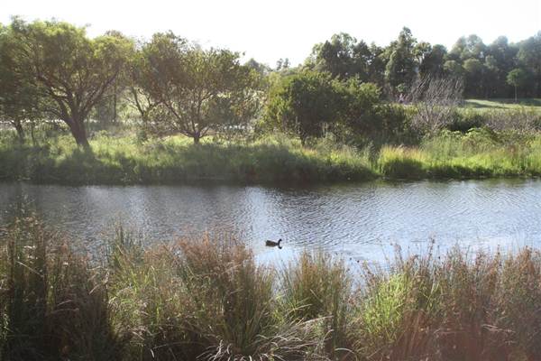 Sydney Park (6/03/2013 4:46:28 PM)