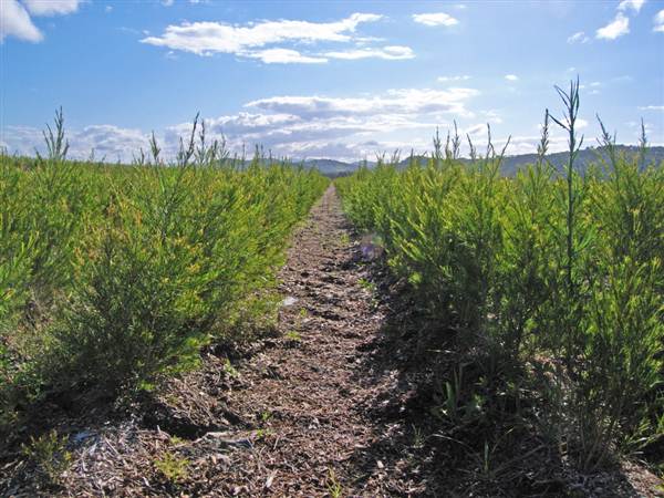 Tea Tree Estate (7/03/2013 12:11:13 PM)