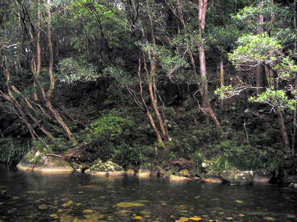 Promised Land Rainforest (8/03/2013 10:47:12 AM)