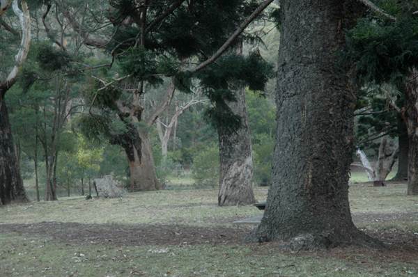 Royal National Park (8/03/2013 1:42:14 PM)