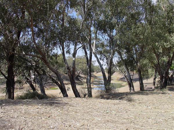 Wilcannia (8/03/2013 11:53:44 PM)