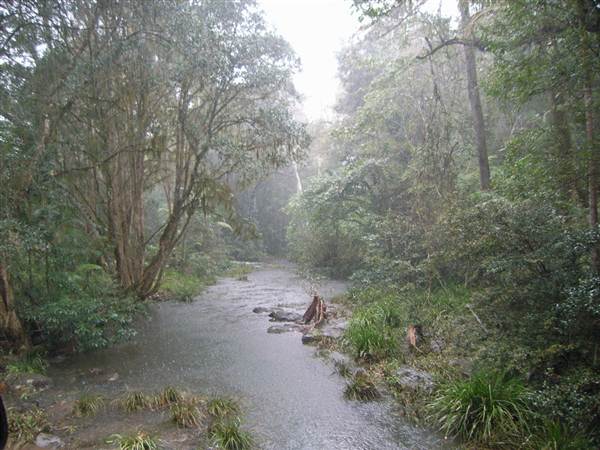 Terania Creek picnic area & Protesters Falls walking track (9/03/2013 1:39:29 AM)