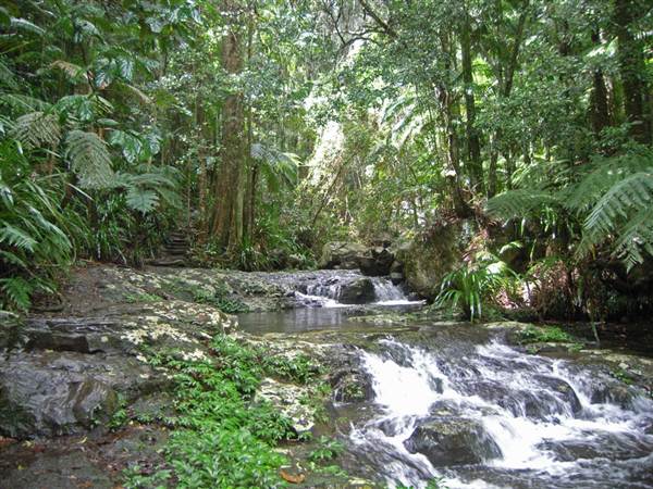 Terania Creek picnic area & Protesters Falls walking track (9/03/2013 1:40:03 AM)