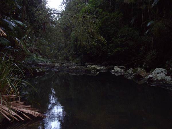 Terania Creek picnic area & Protesters Falls walking track (9/03/2013 1:40:55 AM)