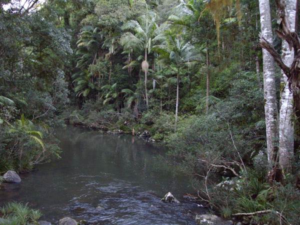 Terania Creek picnic area & Protesters Falls walking track (9/03/2013 1:41:22 AM)