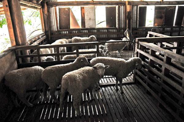 Sheep Station (9/03/2013 3:03:57 AM)