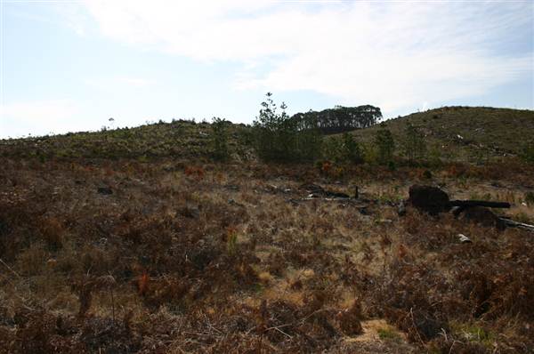 Penrose State Forest - Southern Highlands (9/03/2013 8:04:31 PM)