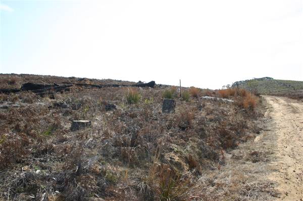 Penrose State Forest - Southern Highlands (9/03/2013 8:05:01 PM)