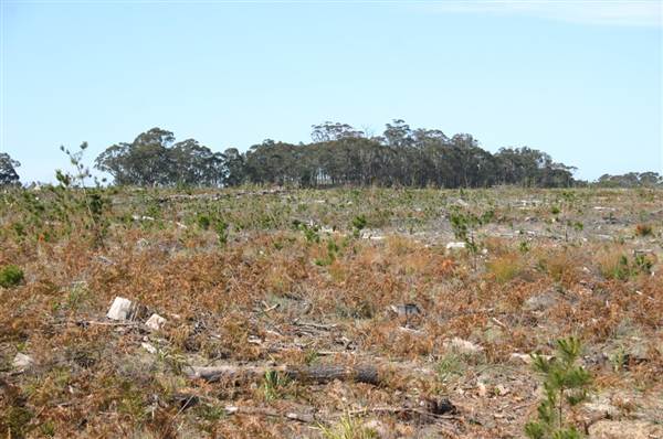 Penrose State Forest - Southern Highlands (9/03/2013 8:07:05 PM)