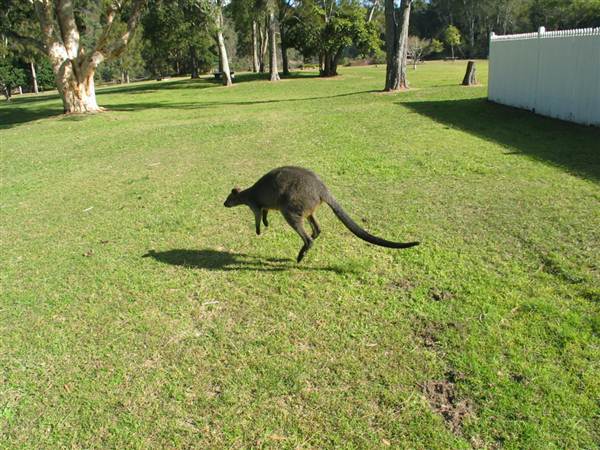Currawong Beach Cottages & Basin Campground -  Ku-ring-gai Chase National Park (10/03/2013 9:46:59 PM)