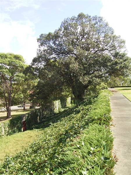 Kirkbride Callan Park - Rozelle Hospital grounds (1/01/2000)
