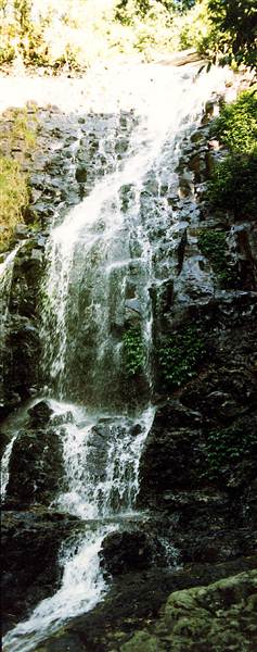 Tristania Falls - Dorrigo National Park (11/03/2013 2:53:47 PM)